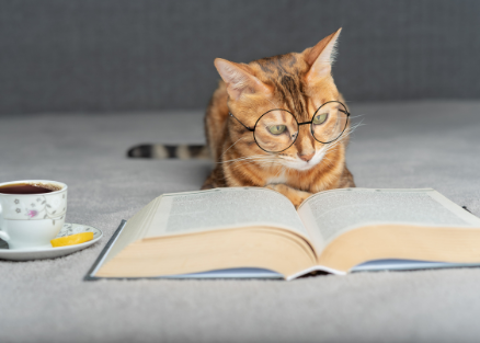 cat reading a book 